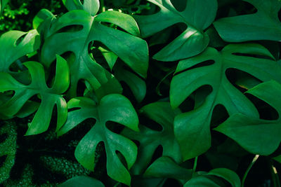 Close-up of green leaves