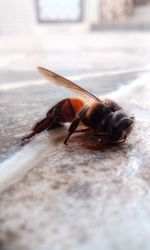 Close-up of insect on floor