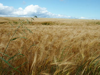 Crops growing on field against sky