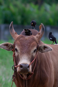 Close-up portrait of cow