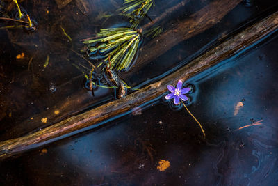 High angle view of flowering plants by lake