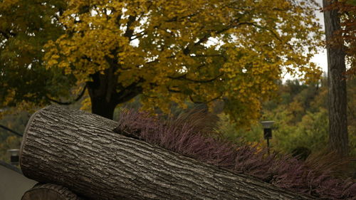 Close-up of fresh autumn leaves against sky