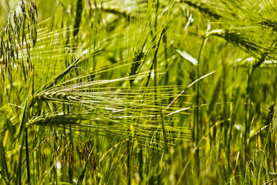 Close-up of wheat growing on field