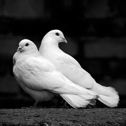Close-up of pigeon perching on wall