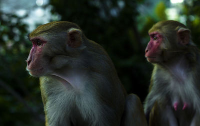 Close-up of monkeys looking away