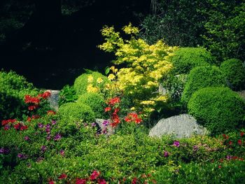 Flowering plants in garden