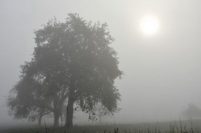 Low angle view of silhouette trees on field against sky