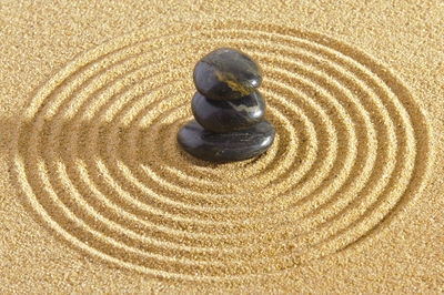 Close-up of seashell on sand