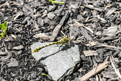 Close-up of dead plant