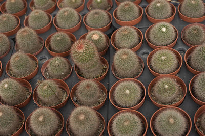 Small cactus in a plastic pot lots of brown, full background