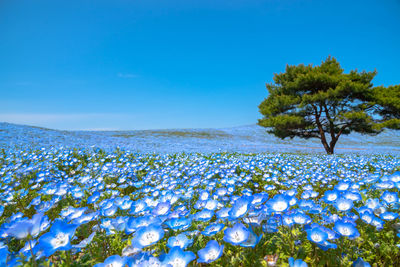 Mountain, tree and nemophila baby blue eyes flowers field, blue flower carpet