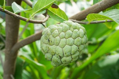 Close-up of fresh green leaves on branch