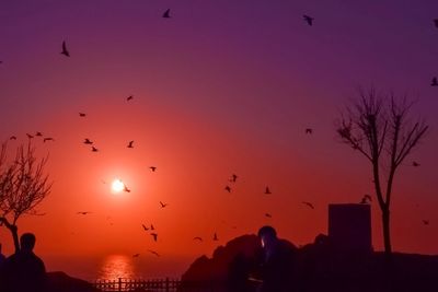 Silhouette of birds flying in sky during sunset