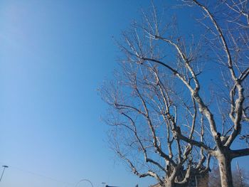 Low angle view of bare trees against blue sky