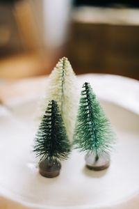 High angle view of succulent plant on table