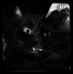 Portrait of black cat