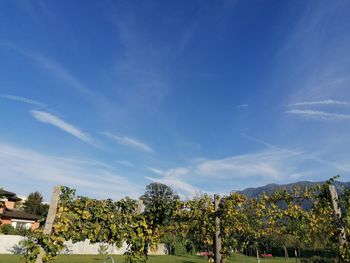 Low angle view of trees against blue sky