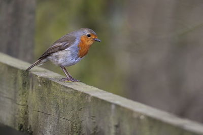 Close-up of bird perching on wood