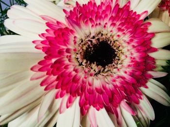 Close-up of flower blooming outdoors