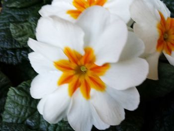 Close-up of white flower