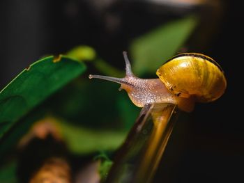 Close-up of snail on plant