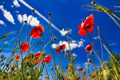 Close-up of red poppy flowers against blue sky