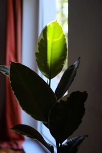 Low angle view of plant against sky