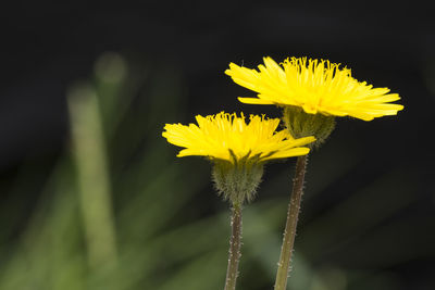 Close-up of yellow flowering plant