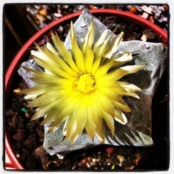 transfer print, auto post production filter, yellow, flower, close-up, fragility, high angle view, petal, flower head, freshness, nature, selective focus, no people, beauty in nature, outdoors, day, growth, single flower, focus on foreground