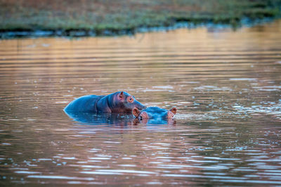 Portrait of man swimming in lake