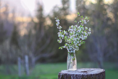 Spring cherry bouquet in a glass vase outdoors