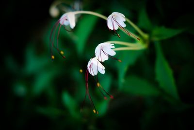 Close-up of white flowering plant