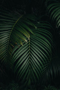 Full frame shot of green leaves