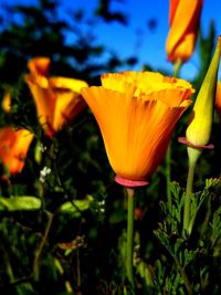 Close-up of yellow flower