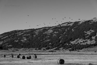 Flock of birds flying over field against clear sky