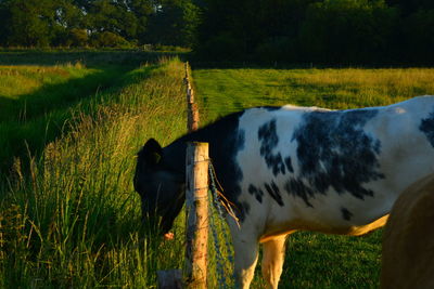 Cow standing in a field