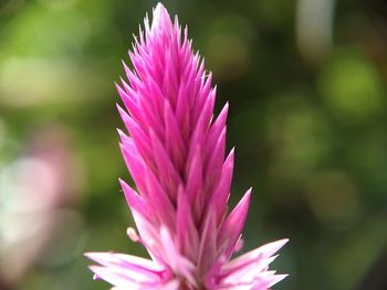 Close-up of pink flower