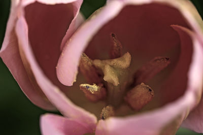 Close-up of pink flower