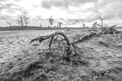 Bare trees on field against sky