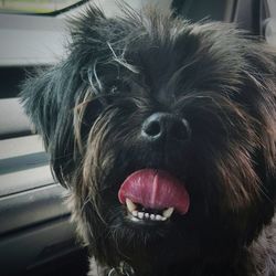 Close-up portrait of a dog