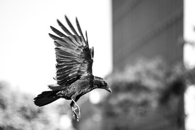 Close-up of eagle flying