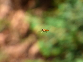 Close-up of insect on plant