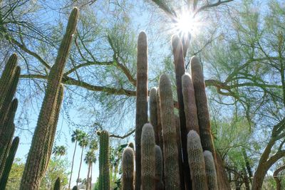 Low angle view of cactus plants against sky