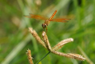 Close-up of dragonfly on plant