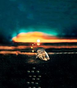 Close-up of turtle in water at night
