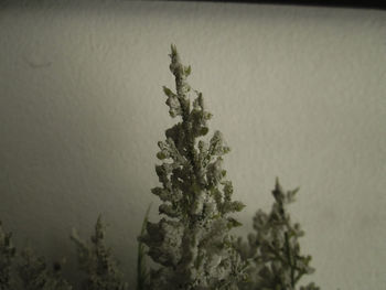 Close-up of plant on snow covered tree