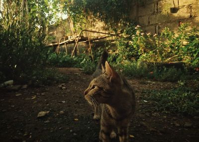 View of a cat looking away