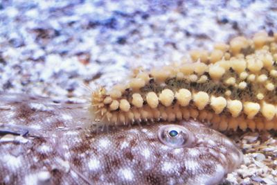 Close-up of fish in water