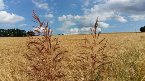 Scenic view of field against cloudy sky