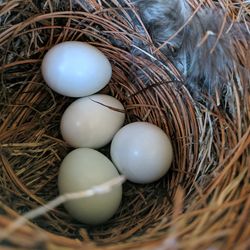 High angle view of eggs in nest